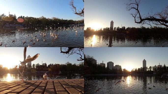 昆明翠湖夕阳与海鸥