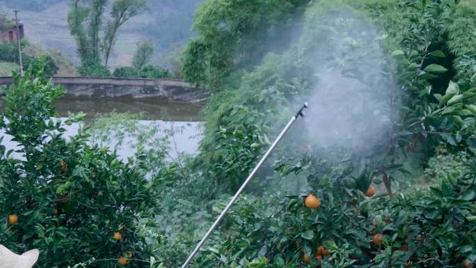 4K实拍农民喷洒农药农业橙子树管护视频