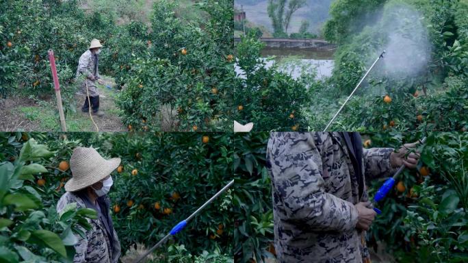 4K实拍农民喷洒农药农业橙子树管护视频