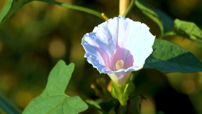 4K实拍野生喇叭花植物花朵野花童年记忆