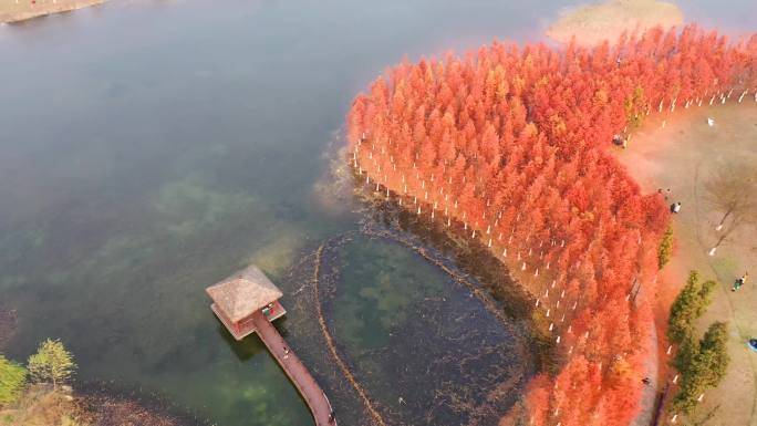 星城长沙松雅湖网红水杉