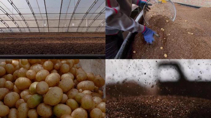 土豆种植采收