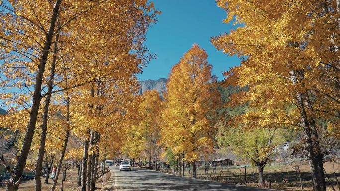 冬季四川凉山泸沽湖路两边的银杏树