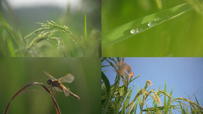 稻田空镜麦子绿叶露珠蜻蜓特写A002