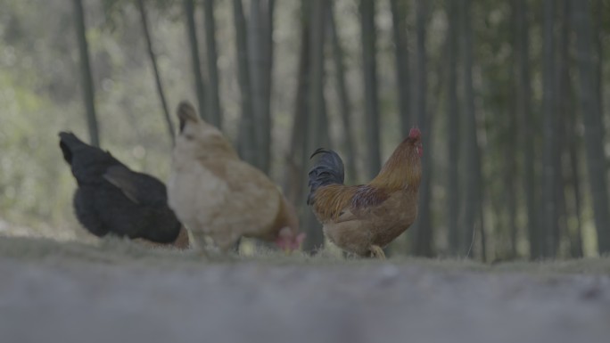 乡村氛围鸡群4K50帧