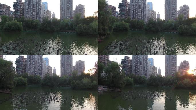 天鹅湖航拍