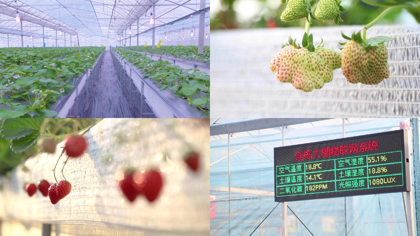 草莓大棚智能草莓大棚现代农业