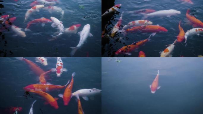 鲤鱼锦鲤4k实拍视频素材