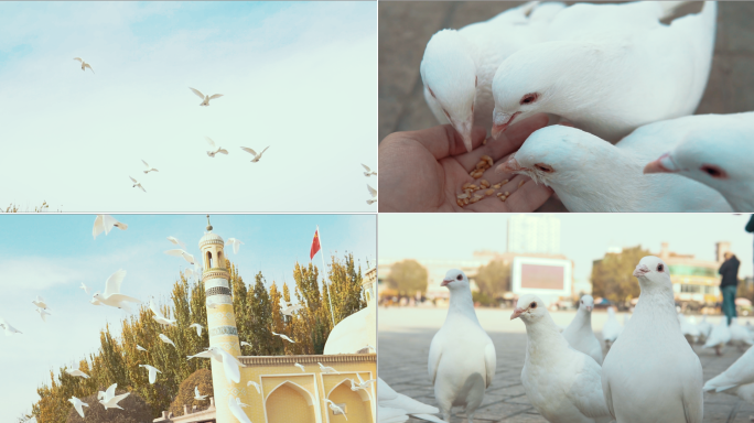 新疆喀什艾提尕尔清真寺广场鸽子飞翔