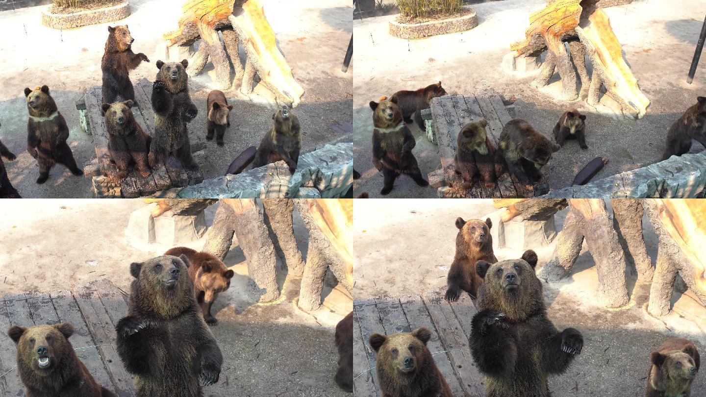 【4K】动物园棕熊黑熊熊大