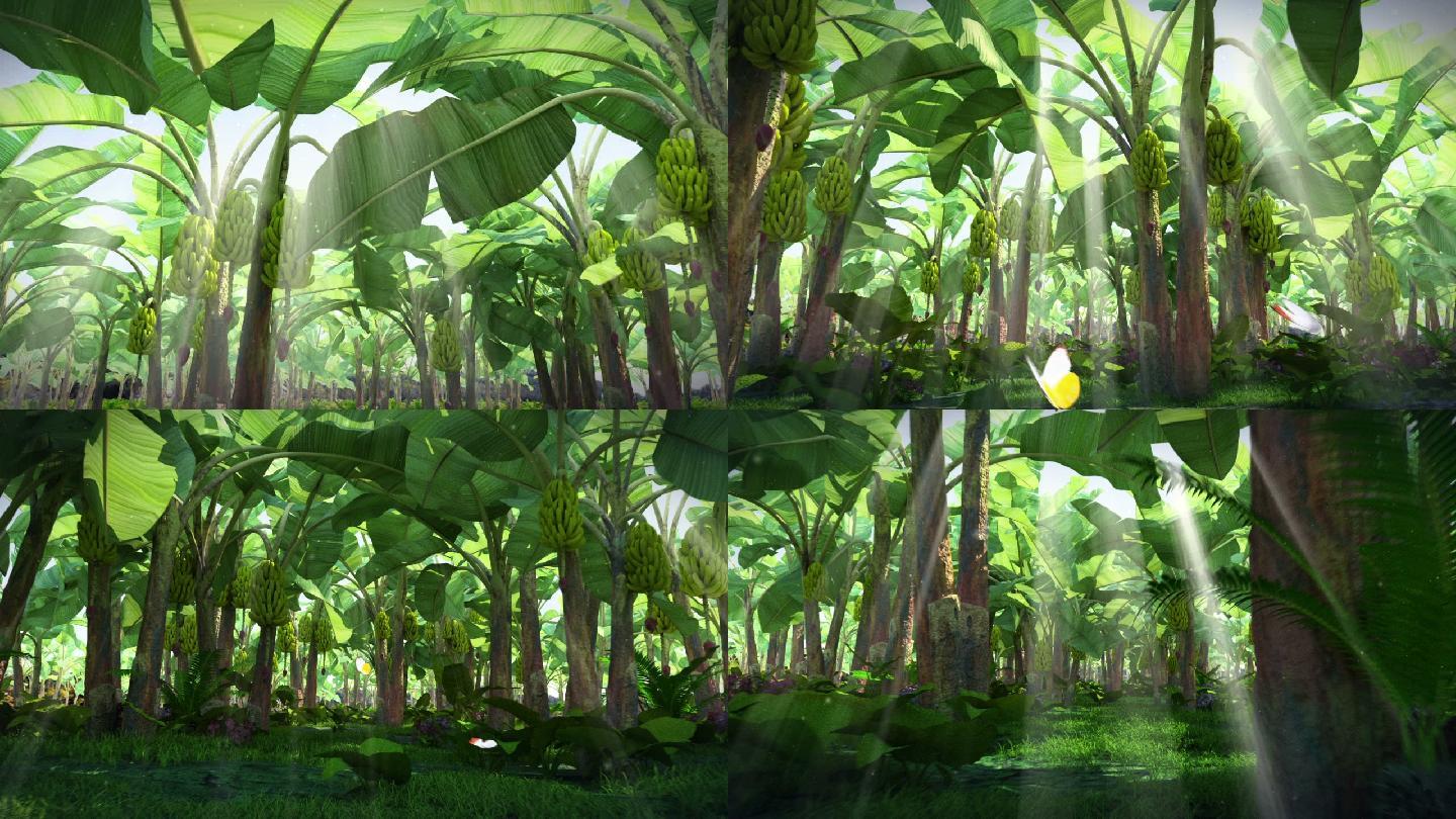 田园-香蕉林