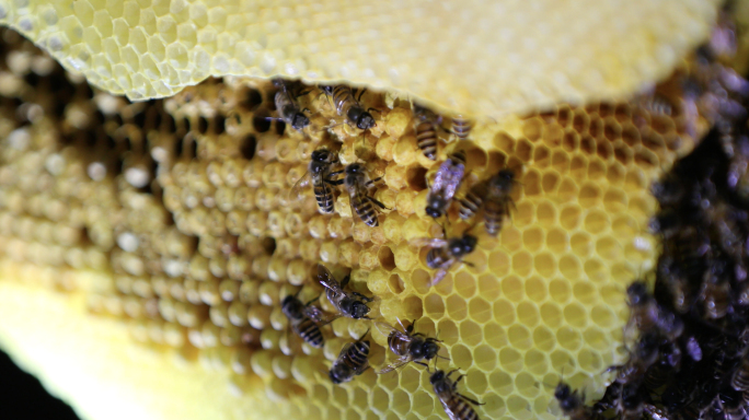4k超清实拍蜂蜜割蜂巢蜜蜂箱蜜蜂采蜜