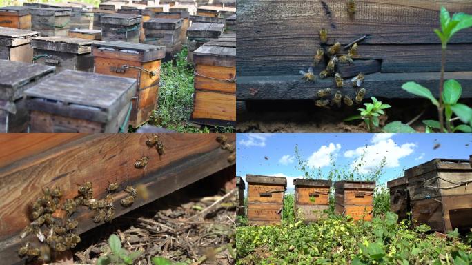 实拍蜂蜜蜂箱空镜养蜂环境蜂蜜中华土蜂
