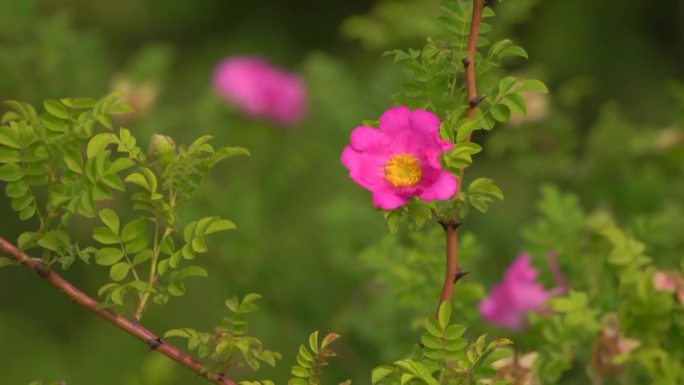 刺梨花素材