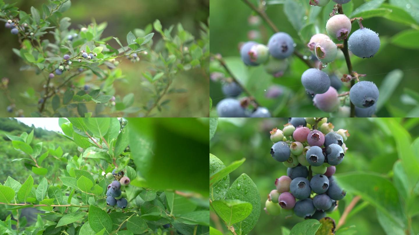 蓝莓园视频素材