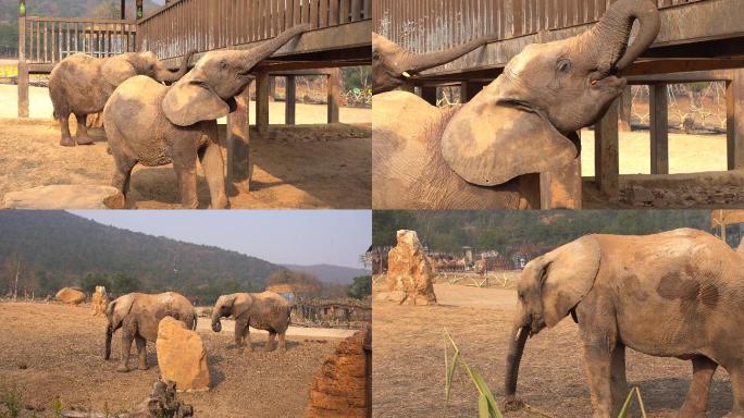 【4k】动物园大象