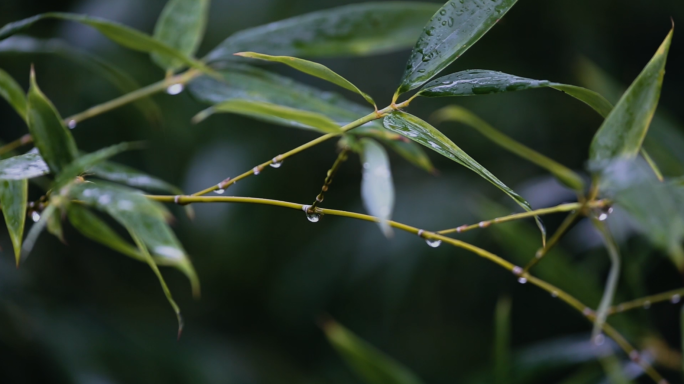 很舒服的下雨天2