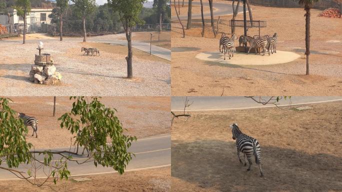 【4K】动物园斑马——实拍视频