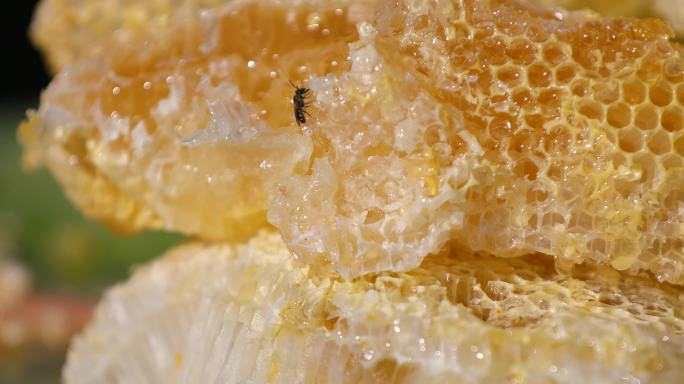 蜂巢蜜4k实拍蜂蜜静物特写土蜂蜜美食