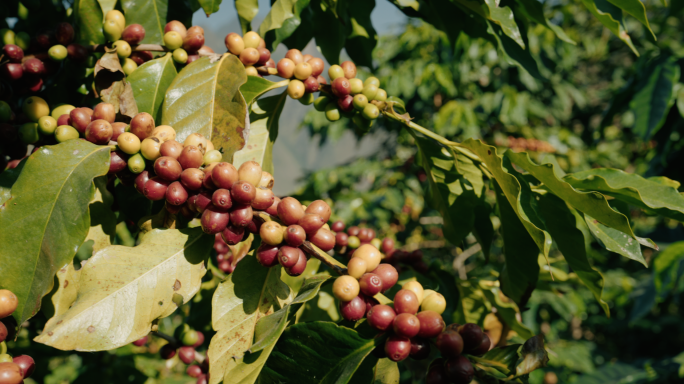 【4K】云南小粒咖啡，咖啡种植素材