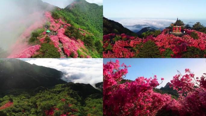 【原创4K】杜鹃花映山红视频素材