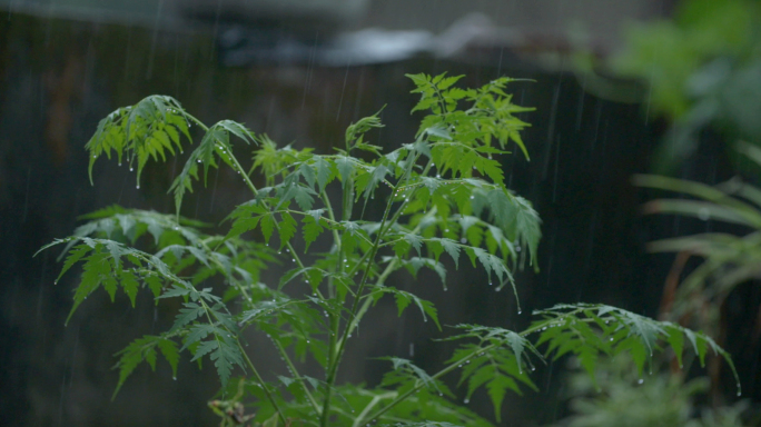 下雨唯美实拍视频素材