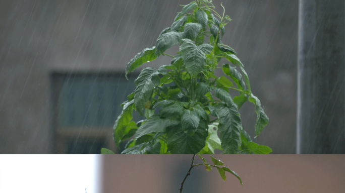 下雨唯美实拍视频素材