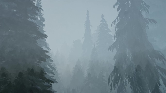 原创4k高清大雾下的针叶松森林