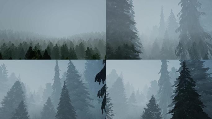 原创4k高清大雾下的针叶松森林