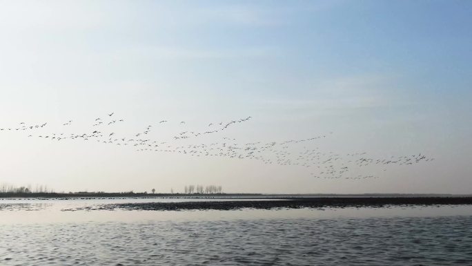 黄河湿地保护区迎众多鸟类前来越冬