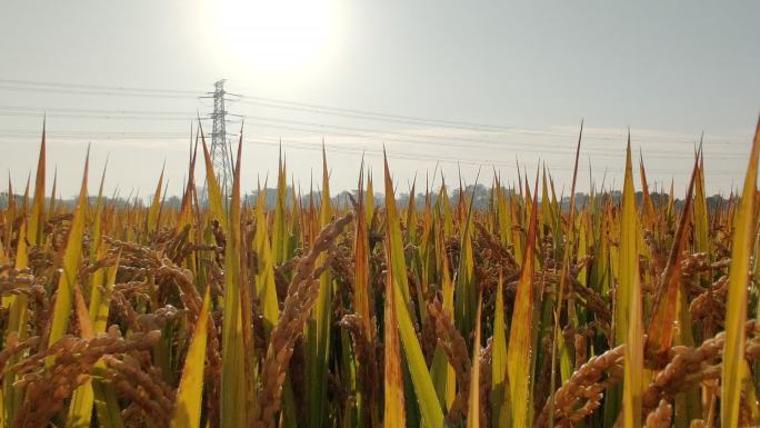 农业丰收稻田升起全景