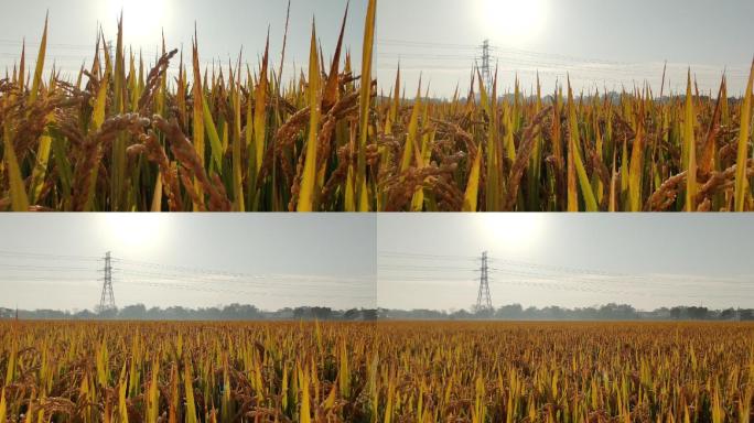 农业丰收稻田升起全景