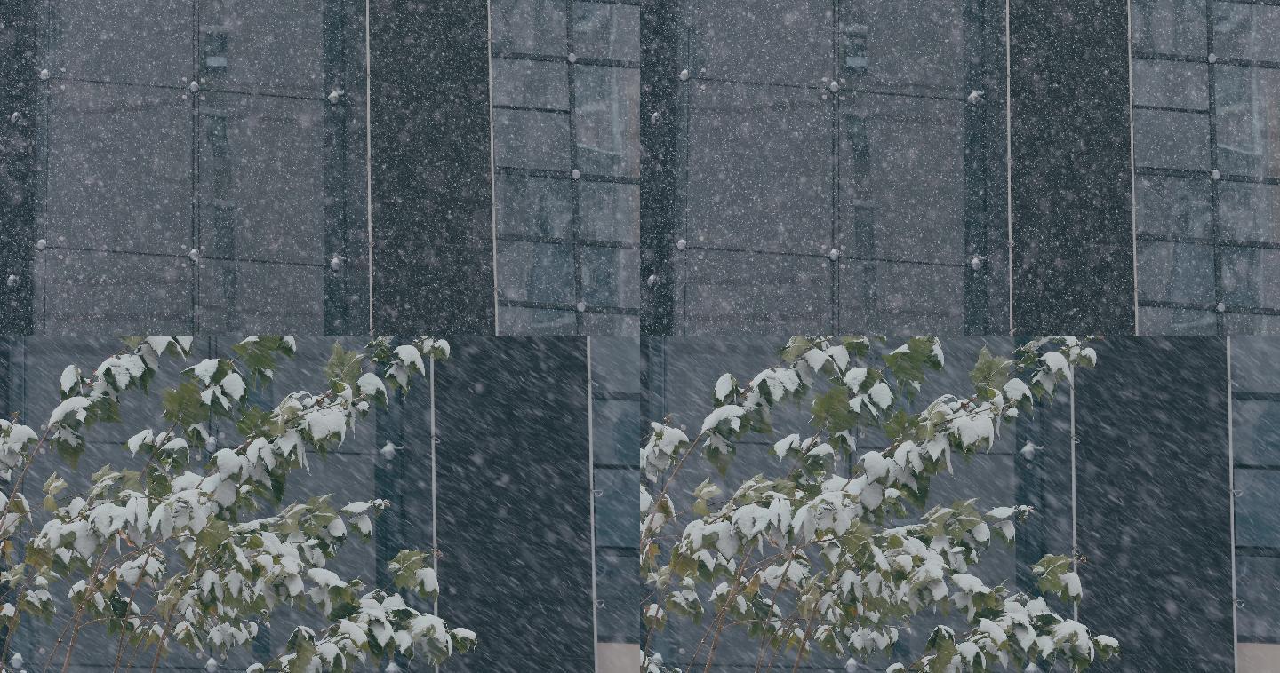 4K大雪中的墙壁小树