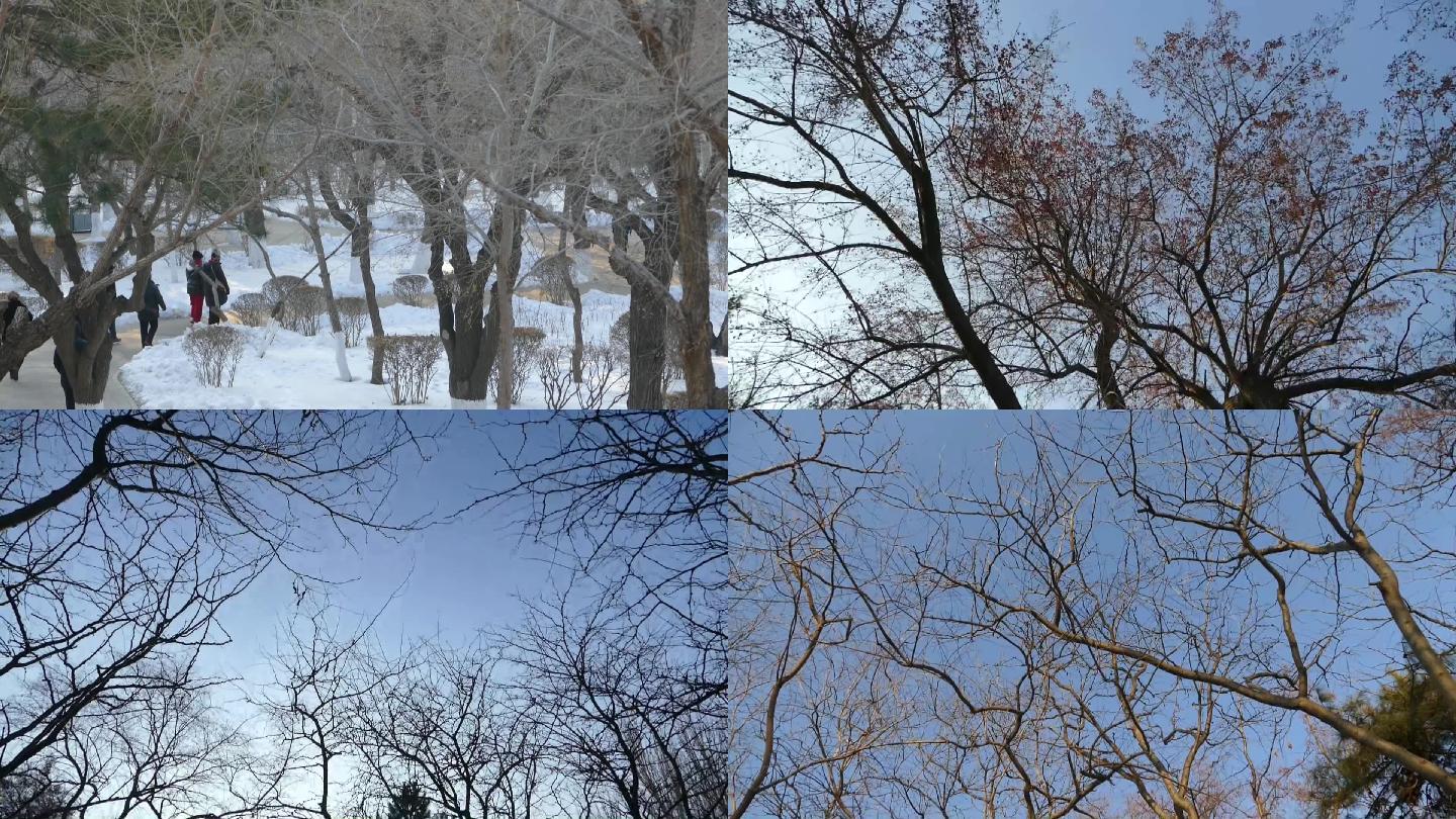 冬季风景树枝季节北方
