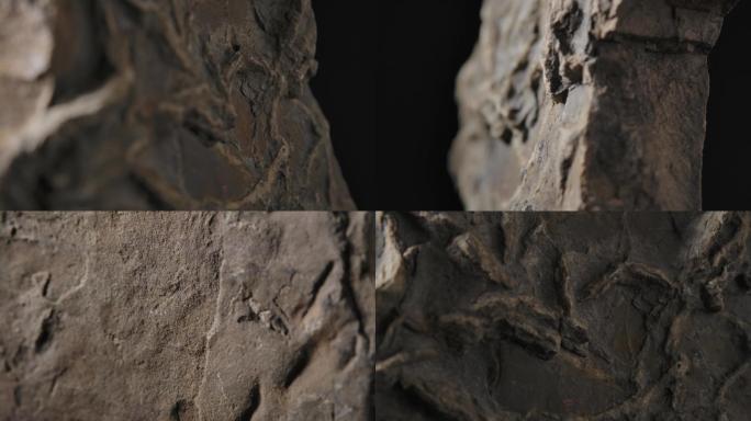 古生物化石2（4K）