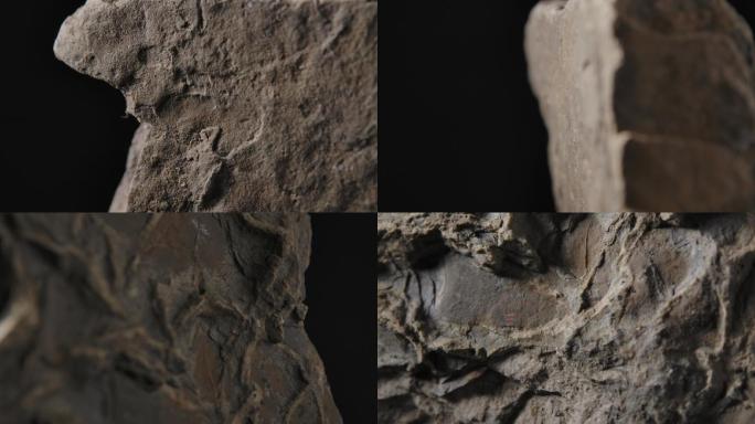 古生物化石5（4K）