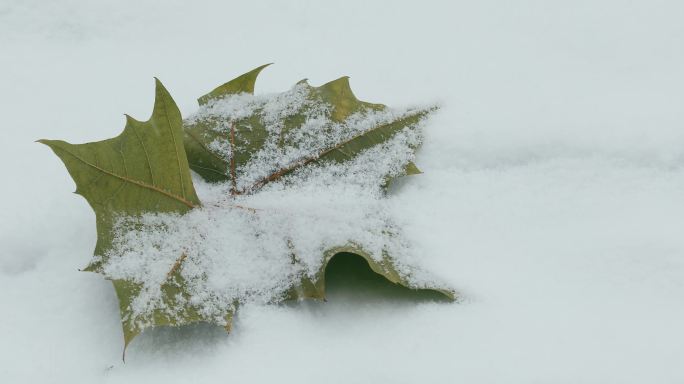 4K雪落在地面的梧桐树叶上03