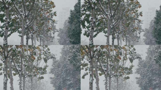4K风雪中的街道树木一组