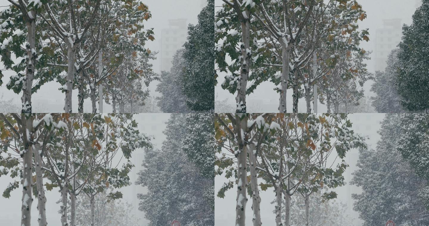 4K风雪中的街道树木一组