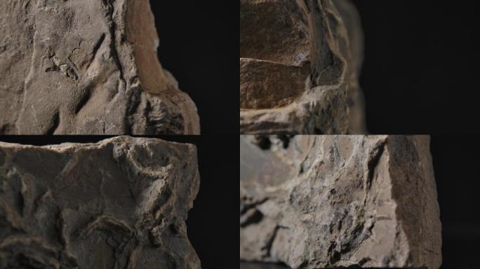 古生物化石3（4K）
