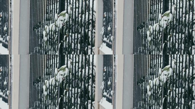 4K风雪中伸出铁栏杆的绿叶