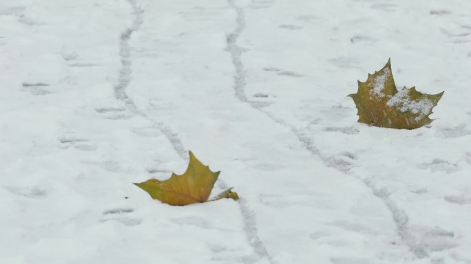 4K雪落在地面的梧桐树叶上02