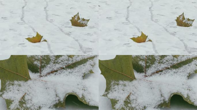 4K雪落在地面的梧桐树叶上02