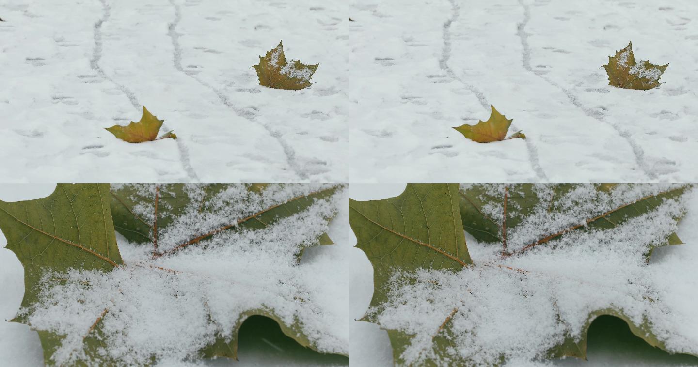 4K雪落在地面的梧桐树叶上02