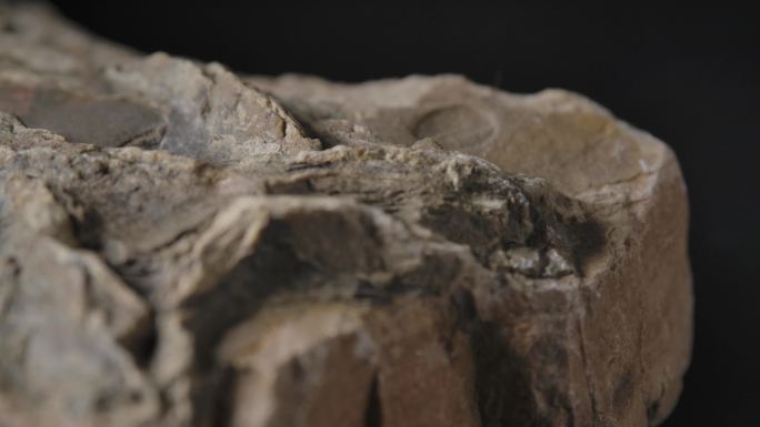 古生物化石7（4K）
