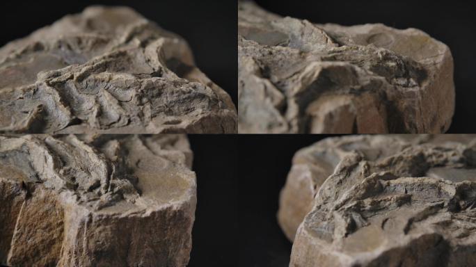 古生物化石7（4K）
