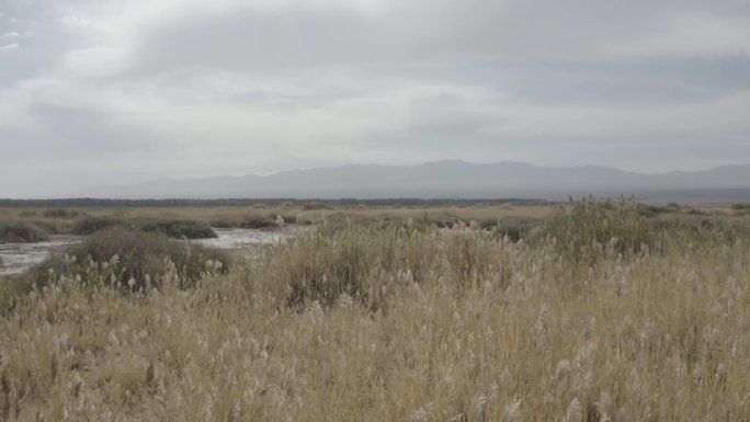 沙漠中的芦苇丛灰色调log格式4K航拍