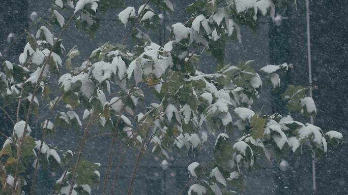 4K风雪中的小树一组