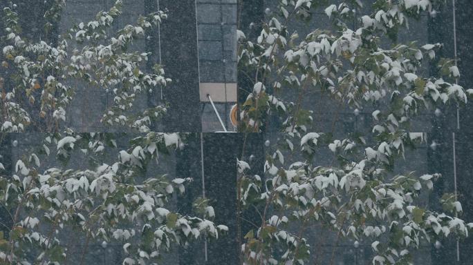 4K风雪中的小树一组