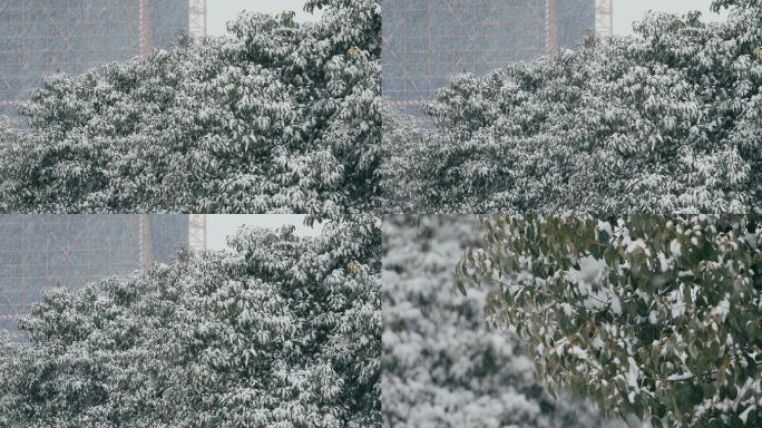 4K大雪中的树木树叶01